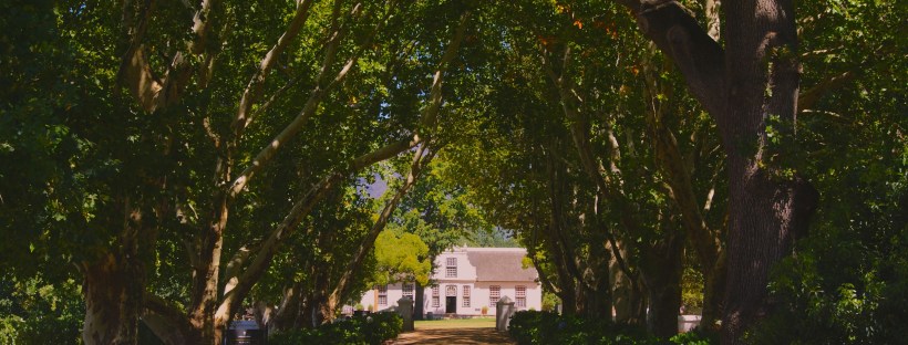 A tree lined road with a white house at the end of the drive.