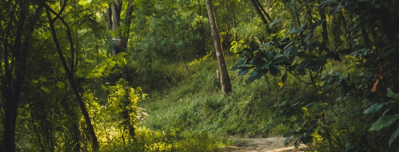a brown dirt path through a green forest