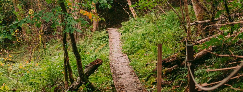 Path through woods